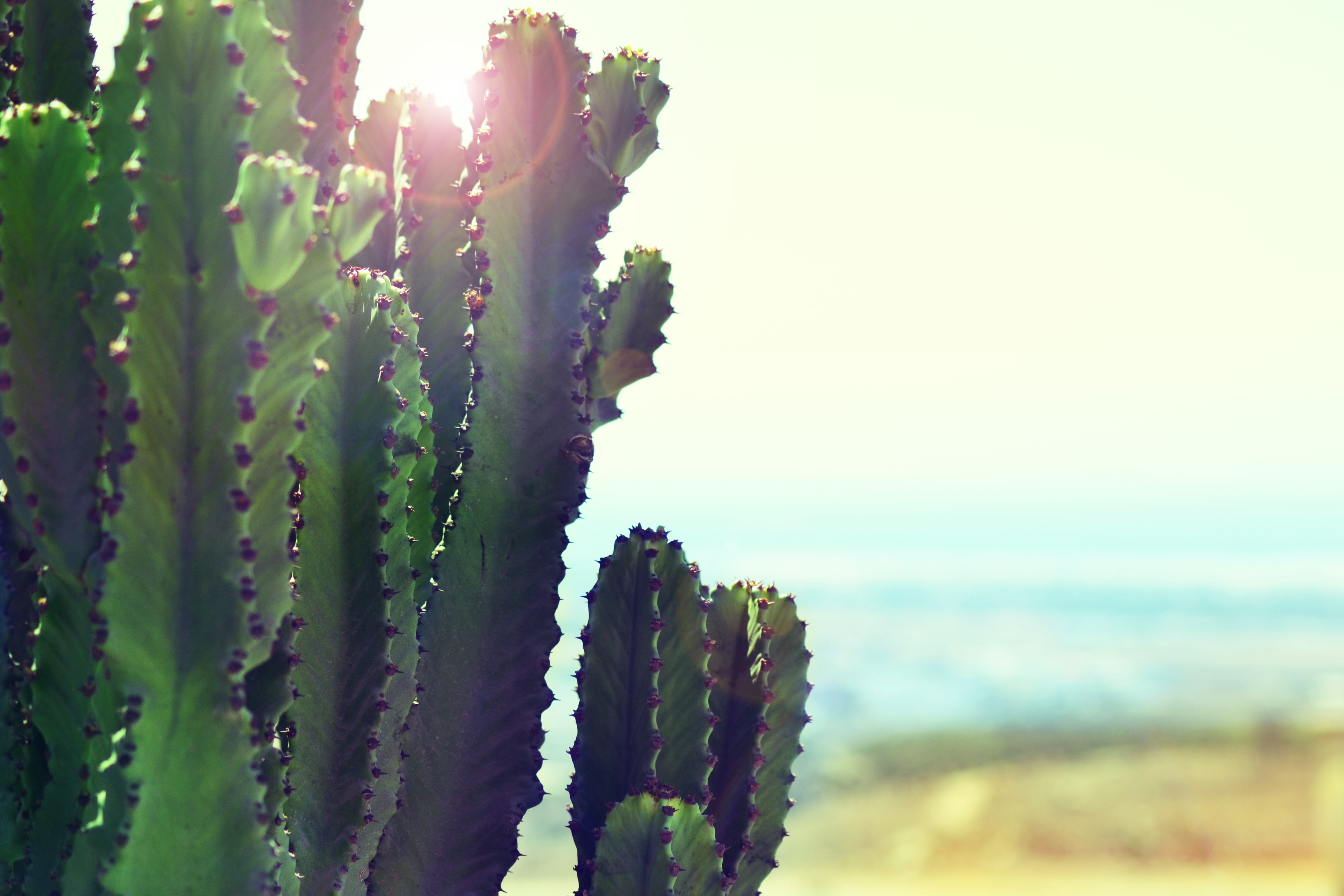 jo-jo-5qjdCH_6P1Q-unsplash